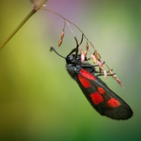 Vřetenuška mokřadní Zygaena trifolii (Esper, 1783)