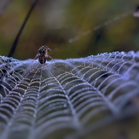 Arachne-Čakanie na slniečko