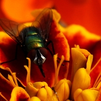 Shitfly on a Flower