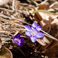 Violet Flowers and Dry Leaves