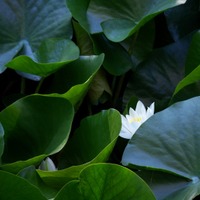 Water Lilly Beauty