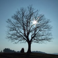 Couple under LONELY Tree