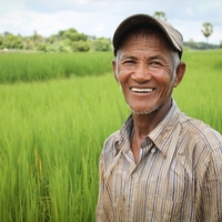 rýžové plantáže