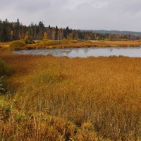 Brdské mokřady