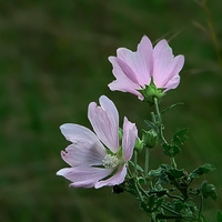 letní romance