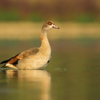 Husice nilská (Alopochen aegyptiacus)