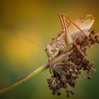 Kobylka cvrčivá (Tettigonia cantans)