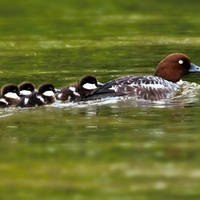 Rodinka Hoholova