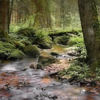 lesní potok