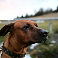 Rhodesian Ridgeback