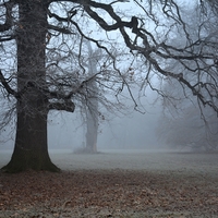 Mlhavo v parku