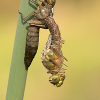 Brachytron pratense