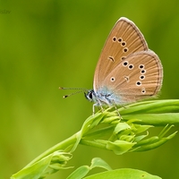Modráčik lesný - Polyommatus semiargus
