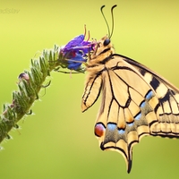 Vidlochvost feniklový - Papilio machaon