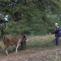 Vašek a kráva