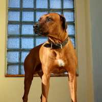 Rhodesian Ridgeback