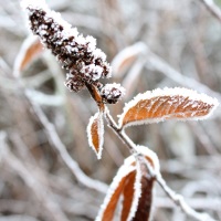 Příroda v zimě 