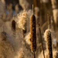 typha latifolia