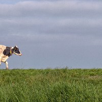 kravina