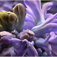 Makro - hyacintová ...