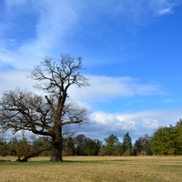 Solitér