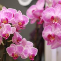 Orchidee