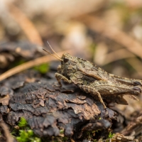 Tetrix undulata (Sowerby, 1806) - marše lesní