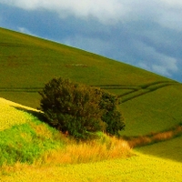 Kopečky dánské.