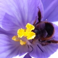 Čmelák na květu krokusu