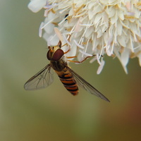 Pestřenka