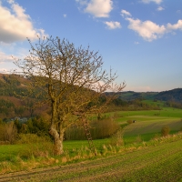 Před kvetením