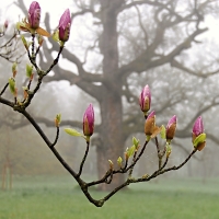 Magnoliová