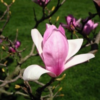 květ magnolie