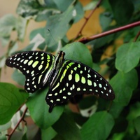 Graphium agamemnon