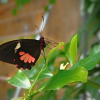 Parides iphidamas