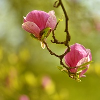 zámecká magnolie