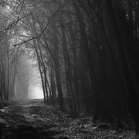 černobílý les
