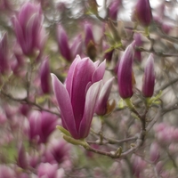 Magnolia