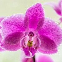 Orchidej