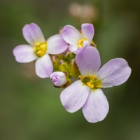 Arabidopsis arenosa (L.) Lawalrée - řeřišničník písečný