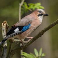 Garrulus glandarius (Linnaeus, 1758) - sojka obecná