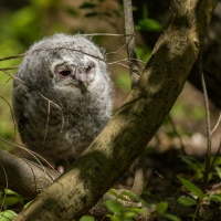 Strix aluco Linnaeus, 1758 - puštík obecný mládě  