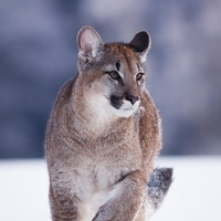 Puma americká