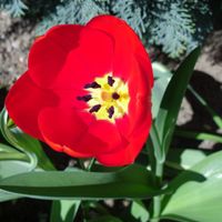 Květ tulipánu