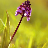 Orchis purpurea