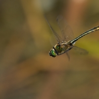 ...emerald fly...