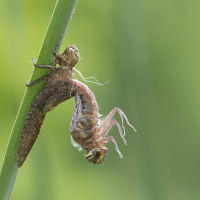 Brachytron pratense