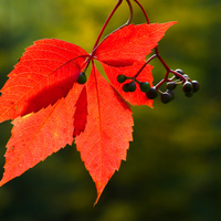 Psí víno(Parthenocissus quinquefolia)