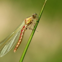 Šidélko ruměnné (Pyrrhosoma nymphula﻿)