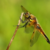 Vážka čtyřskvrnná (Libellula quadrimaculata)﻿